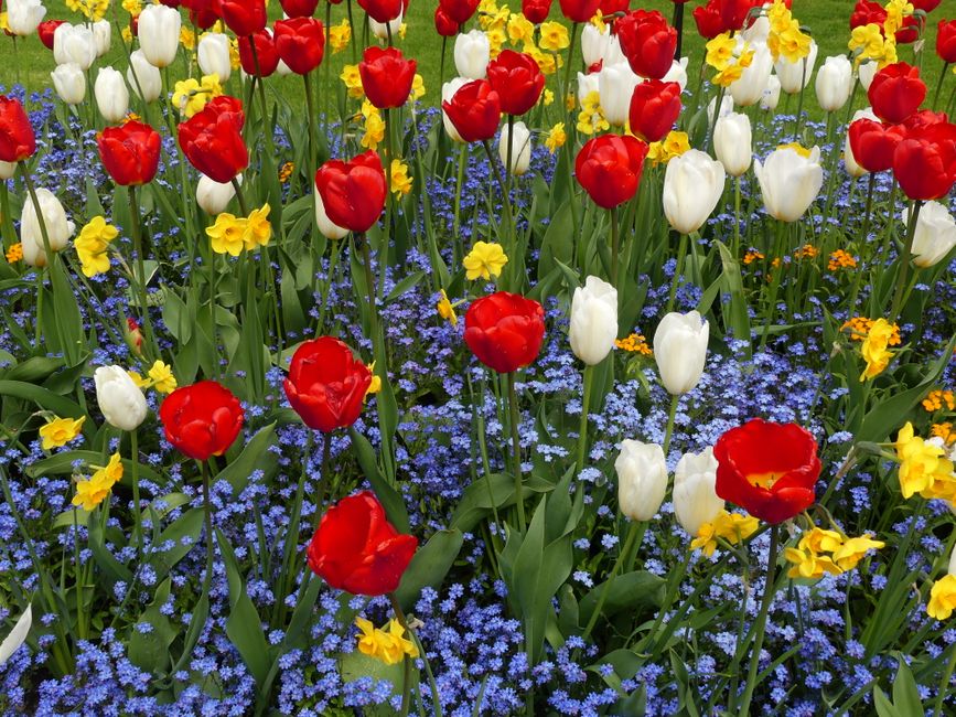 A vibrant outdoor garden bed featuring a dense arrangement of red, white, and yellow tulips with open, cup-shaped blossoms and long, green stems and leaves. Interspersed among the tulips are clusters 