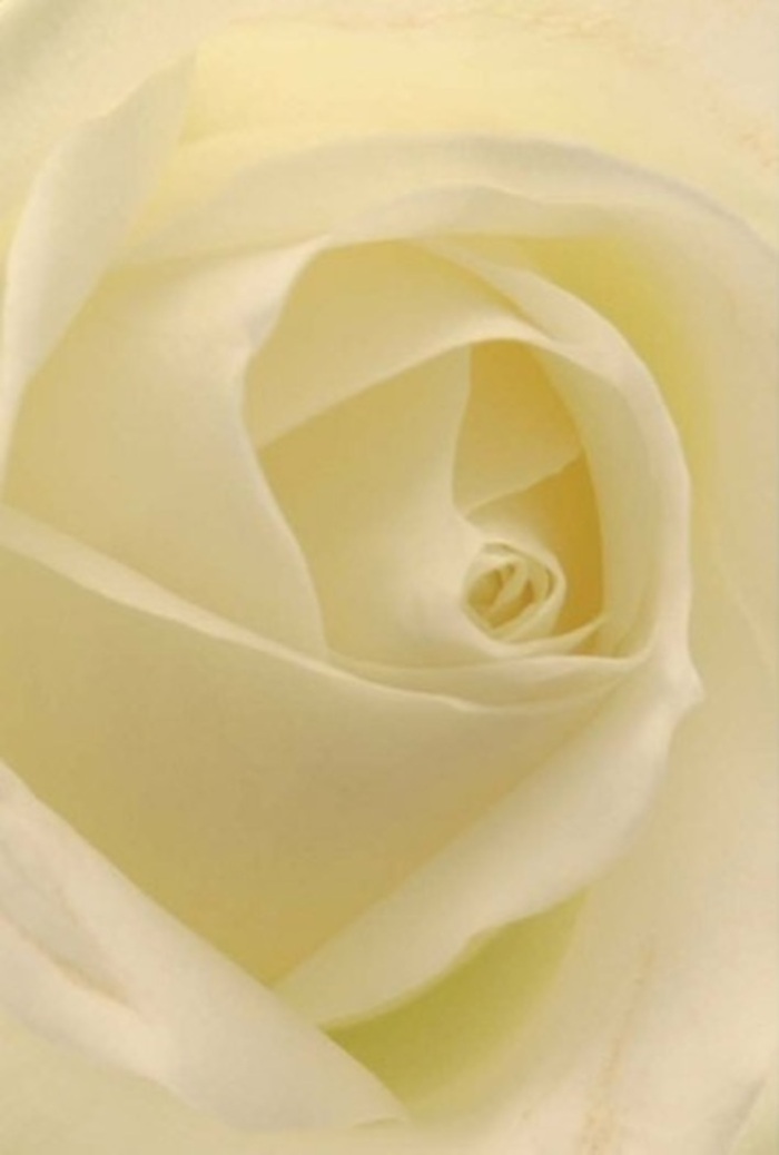 Up close within a bustling East Dulwich flower shop, the classic white rose commands quiet attention, its petals unfurling in seamless shades of ivory and cream. Gentle, natural light streams in, illuminating each delicate layer as though the bloom itself carries its own soft radiance-reminiscent of the gentle ambiance one finds in the leafy corners near Dulwich Park. The spiral at the rose's heart is nearly flawless, promising purity and steadfast resilience. Its outer petals form a serene, perfectly balanced halo, whispering with the stillness often found in moments of reflection or humble apology. Every gradient of white and subtle hint of shadow is a testament to both the rose's innate grace and the attentive hands behind its creation-florists who understand the diverse tapestry of life events celebrated and remembered across East Dulwich. Crafted with care, this bloom is suitable for heartfelt occasions: a centrepiece for elegant wedding tables, a symbol of new beginnings, or an offering of comfort in times of grief. As you let your mind drift into the scene, the scent lingers-clean and fresh, like spring air after rain. The artistry is unmistakable, a blend of sophistication and tranquility that makes this white rose not merely an arrangement, but a living expression of care woven into the fabric of community life.